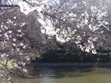 2012年春の桜（その１）
