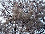 2012年春の桜（その２）